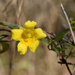 Yellow jessamine